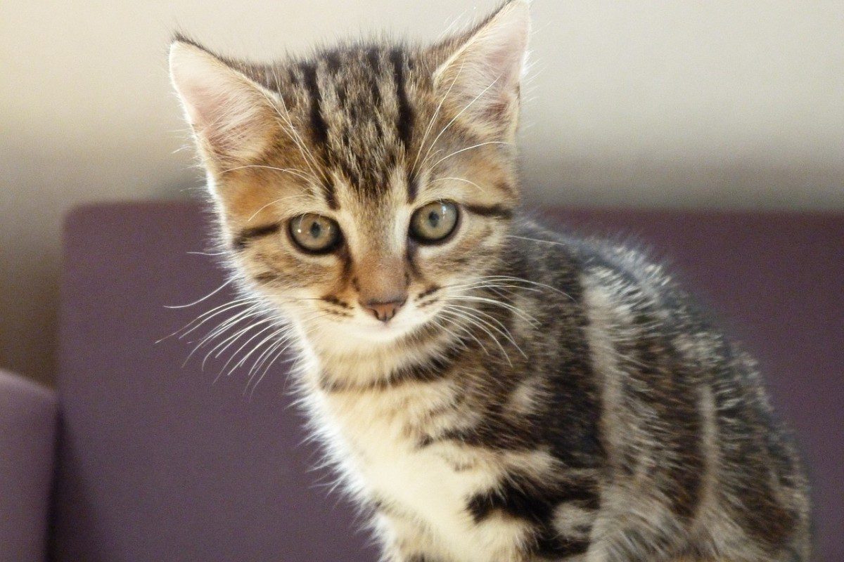 Is Clay Cat Litter Safe? Pampered Pets & Plants