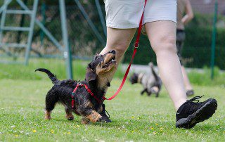 Choosing a Dog Trainer