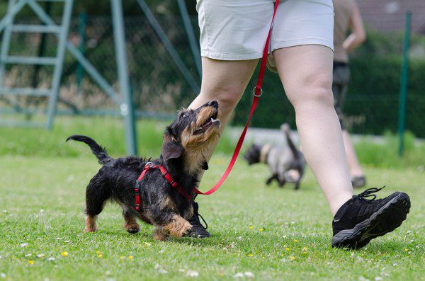Choosing a Dog Trainer