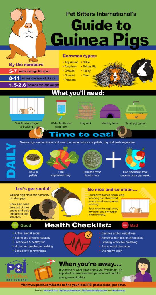 Guinea Pig Care Sheet-1 - Pampered Pets & Plants