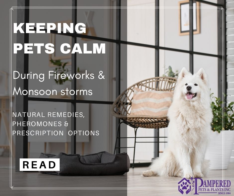 Keeping Pets Calm during Fireworks