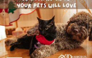 10 holiday gifts your pet will love