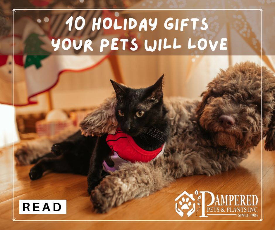 10 holiday gifts your pet will love