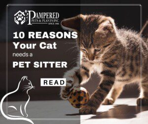 10 reasons your cat needs a pet sitter