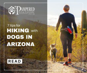 hiking with dogs in arizona