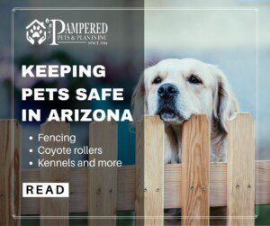 keeping pets safe in arizona